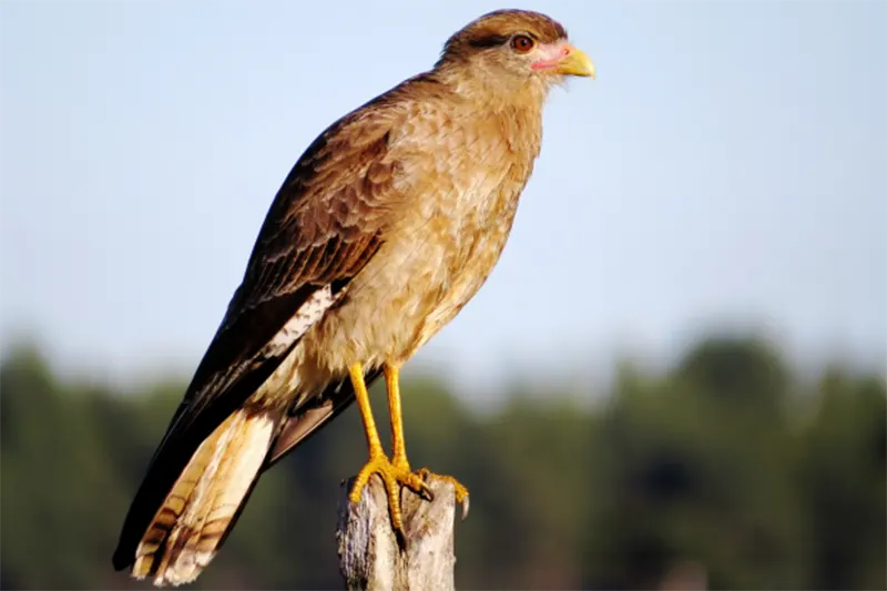 AVES